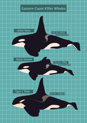Eastern Coast Killer Whale Print (June 2026)