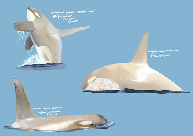 White Whale Drawing Page (June 2026)