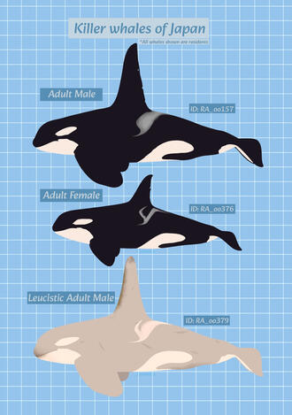 Japanese Resident Killer Whale Poster (June 2026)