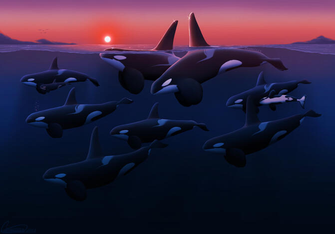Sunset Whale Painting (May 2024)